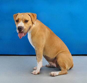 PRINCESS -  Boxer and Pit Bull Terrier Dog for Adoption in Pasadena, California - PRINCESS | PetCurious
