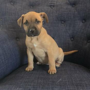 Mixed Breed Dogs Available for Adoption - Stormi Frost | PetCurious