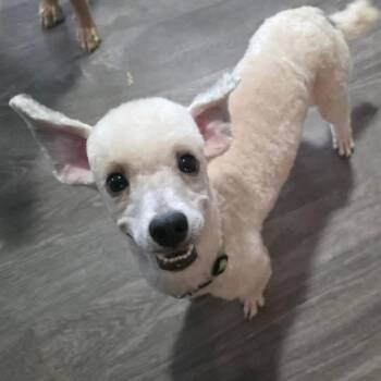 Bogey -  Poodle Dog for Adoption in Eugene, Oregon - Bogey | PetCurious