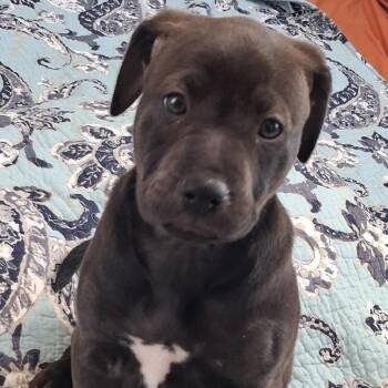 Pointer and Retriever Dogs Available for Adoption - Roo | PetCurious