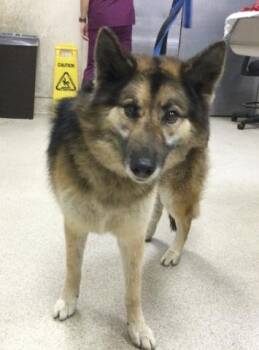 German Shepherd Dog Dogs Available for Adoption - CALLI | PetCurious