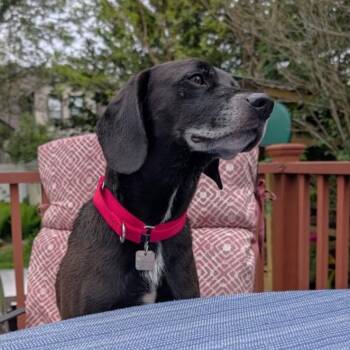 Maverick -  Hound Dog for Adoption in Rensselaer, New York - Maverick | PetCurious