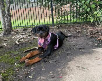 Rosie -  Rottweiler Dog for Adoption in Polk, Ohio - Rosie | PetCurious