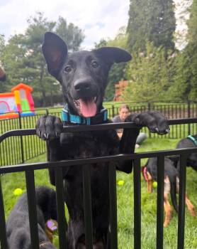 German Shepherd Dog Dogs Available for Adoption - Blue Female | PetCurious