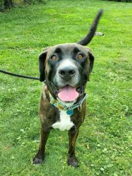 Freya -  Cane Corso Dog for Adoption in Williamsport, Pennsylvania - Freya | PetCurious