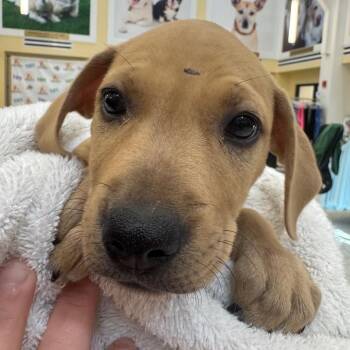 Sugar -  Mixed Breed Dog for Adoption in West Palm Beach, Florida - Sugar | PetCurious