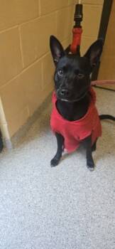 Rescue Mixed Breed Dogs for Adoption in Reidsville, North Carolina - Xyla | PetCurious