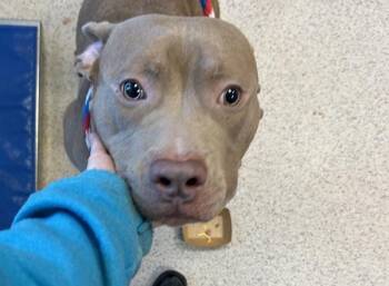 Mixed Breed Dogs Available for Adoption - Bruno | PetCurious