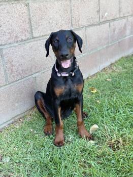 Gidget -  Doberman Pinscher Dog for Adoption in West Hollywood, California - Gidget | PetCurious