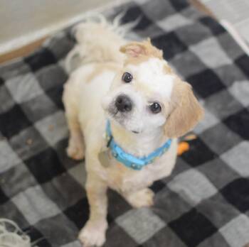 Shih Tzu Dogs Available for Adoption in Pontiac, Michigan - Zingo | PetCurious