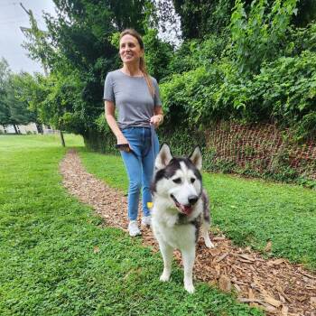 Siberian Husky Dogs Available for Adoption in Baltimore, Maryland - Balto | PetCurious