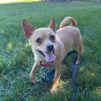 Lucky -  Chihuahua and Mixed Breed Dog for Adoption in Washington, District Of Columbia - Lucky | PetCurious