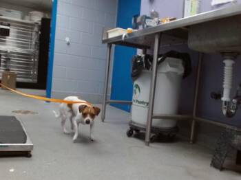 MYLO -  Parson Russell Terrier and Mixed Breed Dog for Adoption in Albuquerque, New Mexico - MYLO | PetCurious