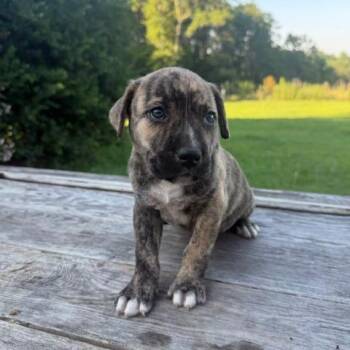 Forrest -  Mixed Breed Dog for Adoption in Valley, Alabama - Forrest | PetCurious