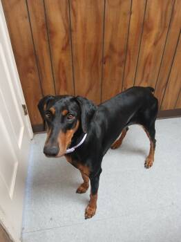 Doberman Pinscher Dogs Available for Adoption in Benbrook, Texas - Mia | PetCurious