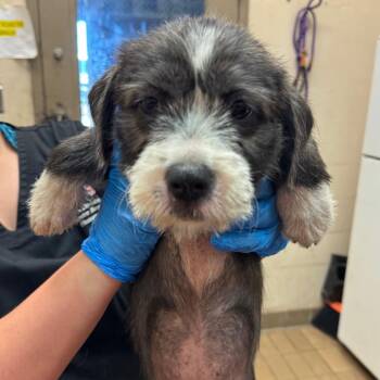 Mae -  Terrier and Mixed Breed Dog for Adoption in Birmingham, Alabama - Mae | PetCurious