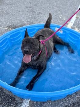 Fredrick* -  Mixed Breed Dog for Adoption in El Paso, Texas - Fredrick* | PetCurious