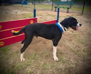 Hound Dogs Available for Adoption in Pleasanton, Texas - Tito | PetCurious