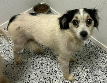 Mixed Breed Dogs Available for Adoption - Egypt | PetCurious