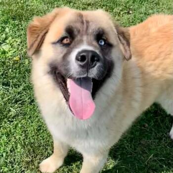 Saint Bernard and Husky Dogs Available for Adoption in Rushville, Illinois - Graham | PetCurious