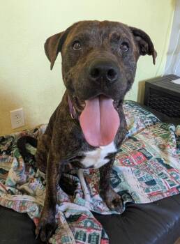 Tomas -  Mastiff and Bullmastiff Dog for Adoption in Austin, Texas - Tomas | PetCurious