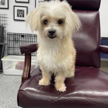 Maltipoo Dogs Available for Adoption - Gabe  | PetCurious