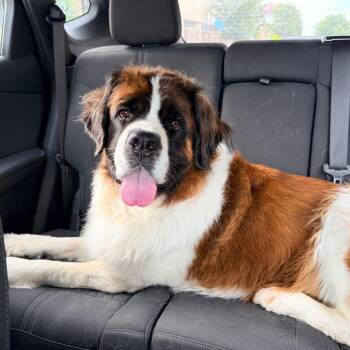 Hope -  Saint Bernard Dog for Adoption in Chicago, Illinois - Hope | PetCurious