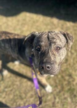 Rescue Mixed Breed Dogs for Adoption in Georgetown, South Carolina - Hardy | PetCurious
