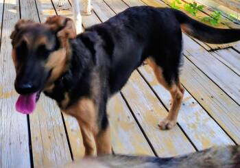 German Shepherd Dog Dogs Available for Adoption in Lafayette, California - Sasha | PetCurious