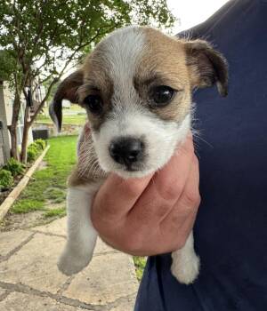 Milky Way -  Chihuahua and Terrier Dog for Adoption in Houston, Texas - Milky Way | PetCurious