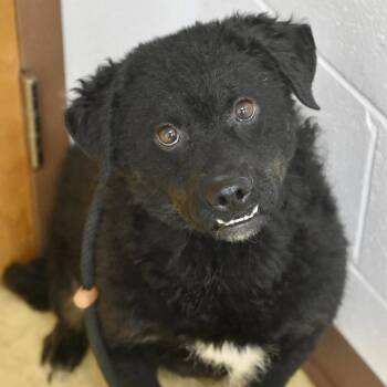 LOUISE -  Terrier Dog for Adoption in Bowling Green, Ohio - LOUISE | PetCurious