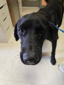 Labrador Retriever Dogs Available for Adoption in Morgantown, Kentucky - Love Lee Adult 1 | PetCurious