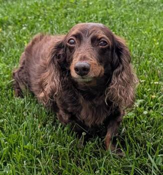 Winston aka Winnie in NY -  Dachshund Dog for Adoption in Shelbyville, Tennessee - Winston Aka Winnie In NY | PetCurious
