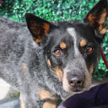 Shawn -  Australian Cattle Dog Blue Heeler Dog for Adoption in Salt Lake City, Utah - Shawn | PetCurious