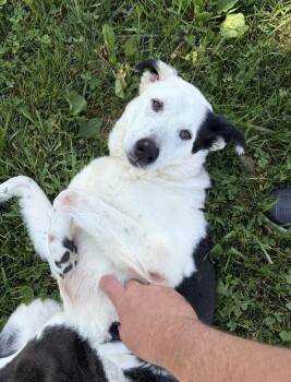 Domino -  Border Collie Dog for Adoption in Indiana, Pennsylvania - Domino | PetCurious
