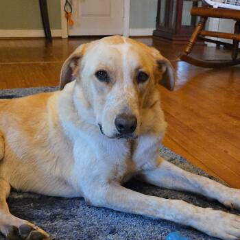 Rescue Great Pyrenees and Labrador Retriever Dogs for Adoption in Houston, Texas - Sadie | PetCurious
