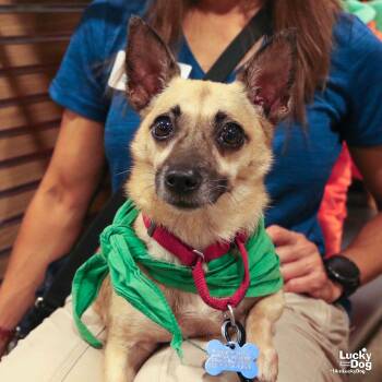 Velma -  Chihuahua Dog for Adoption in Washington, District Of Columbia - Velma | PetCurious