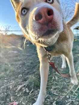 Siberian Husky Dogs Available for Adoption - Blaze | PetCurious