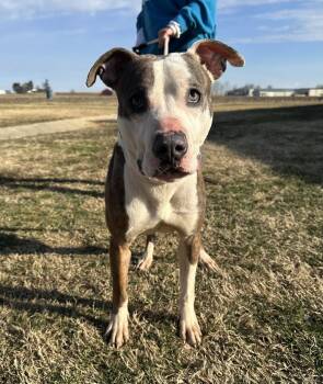 Fred -  Pit Bull Terrier Dog for Adoption in Evansville, Indiana - Fred | PetCurious