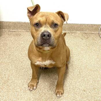 Velveeta -  Pit Bull Terrier and Mixed Breed Dog for Adoption in League City, Texas - Velveeta | PetCurious