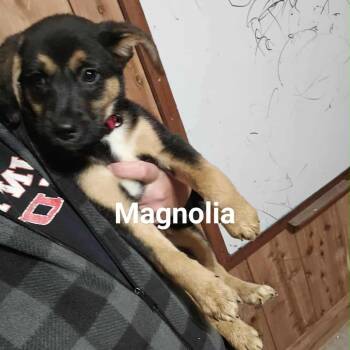 Rescue Mixed Breed Dogs for Adoption in Tomah, Wisconsin - Magnolia | PetCurious