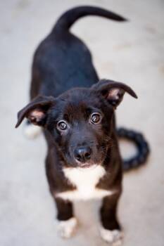 Australian Cattle Dog Blue Heeler Dogs Available for Adoption - Juma | PetCurious