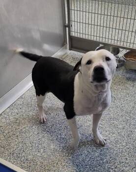 Boxer and Mixed Breed Dogs Available for Adoption in Angola, Indiana - Pete | PetCurious
