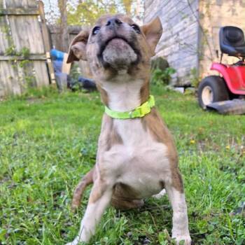 Pit Bull Terrier Dogs Available for Adoption in Monroe, Michigan - Nacho | PetCurious