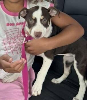 Labrador Retriever Dogs Available for Adoption in Colorado Springs, Colorado - Dana | PetCurious