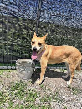 Hillary -  Mixed Breed Dog for Adoption in Scott, Louisiana - Hillary | PetCurious