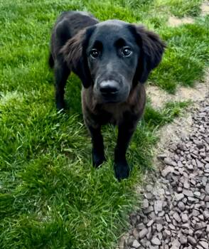 Lanai -  Golden Retriever and Black Labrador Retriever Dog for Adoption in Elizabethtown, Pennsylvania - Lanai | PetCurious