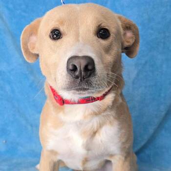Terrier and Mixed Breed Dogs Available for Adoption - Comet Express *FOSTER OR FOSTER-TO-ADOPT NEEDED* | PetCurious