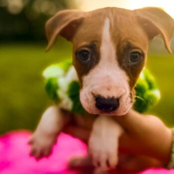 Spring -  Mixed Breed Dog for Adoption in Springboro, Ohio - Spring | PetCurious
