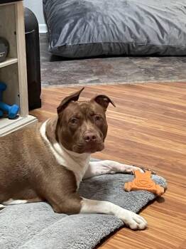 Sf-Jasmine -  Pit Bull Terrier Dog for Adoption in Billings, Montana - Sf-Jasmine | PetCurious